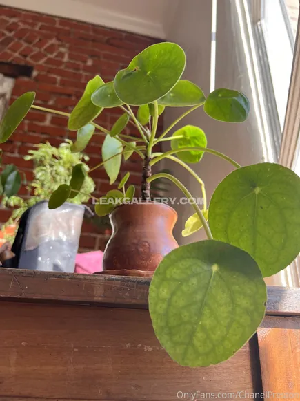 Chanelpreston Exclusive Leaked Nude Onlyfans #1826312