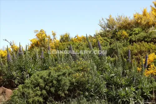 Layanadevis Exclusive Leaked Nude Onlyfans #917466