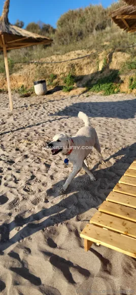 Lunaamor Exclusive Leaked Nude Onlyfans #773967