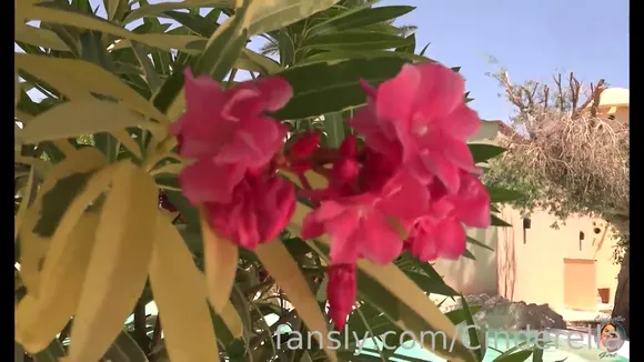 Pilgrimgirl / cinderelastory Exclusive Leaked Nude Onlyfans #691351