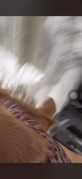 Adderallsparkles Furry Coat Outdoor Tease OnlyFans Video Leaked