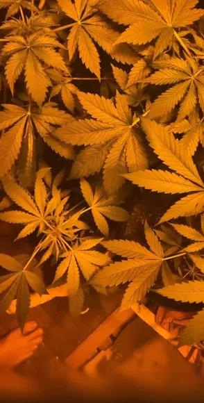 Crystalknight_https / 420_fetish / Weed Exclusive Leaked Nude OnlyFans #15840089