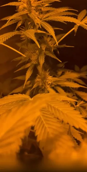 Crystalknight_https / 420_fetish / Weed Exclusive Leaked Nude OnlyFans #15839114