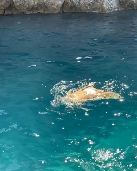 Iamashleyroberts Naked Swimming In Sea OnlyFans Video Leaked