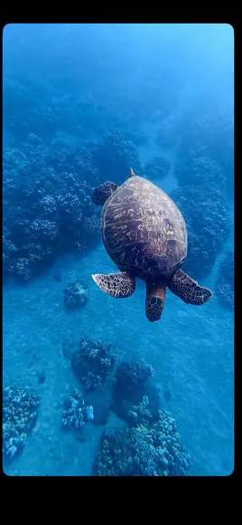 Kaatsup Snorkel Mask Swim OnlyFans Video Leaked