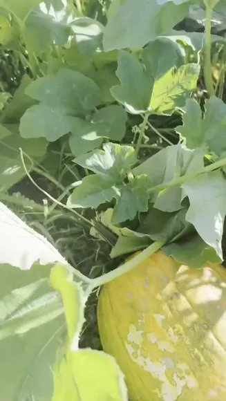 Palmbeee White Skirt Garden Bend OnlyFans Video Leaked