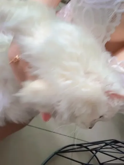 Urbabij Lace Bra With Kitten OnlyFans Video Leaked